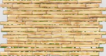 бамбук 